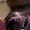 American bully puppies 