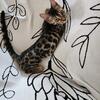 Bengal kittens 