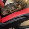 Miniature dachshund- nugget