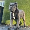 AKC CANE CORSO 