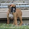 Boxer puppy female