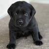 AKC lab puppies Ohio