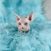 Sphynx kittens available