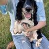 English Springer Spaniels