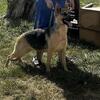 Trained Female German Shepherd 
