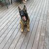 Belgian malinois stud  (MA)