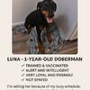 🔥 Beautiful Young Doberman – Trained, Vaccinated, Loyal – Ready Now! 🔥