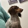Female adult mini dachshund
