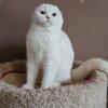 Scottishfold purebreed Boy 