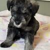 Miniature schnauzer puppies 