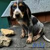 Bluetick Puppies