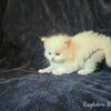 Tica Ragdoll Kittens