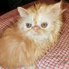 Extreme Red Tabby Persian Female CPC Ready Now