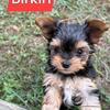 Adorable AKC-Registered Yorkshire Terrier Pups Ready for New Homes
