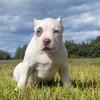XL American Bully Puppies