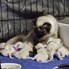 KittyCatKat - Ciara's amazing litter 