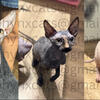 The Cutest Sphinx Kittens for Sale!