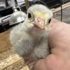 Heritage Turkey Poults!