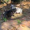 English bulldog puppies for sale