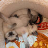 Siamese Royal Cattery • Beautiful Lynx Seal & Flame Point Kittens