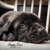 Happy Paws Mastiffs Brindle Mastiffs