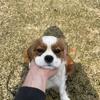 AKC Polish imported Cavalier King Charles Spaniel Male