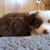 Titled & Health tested small Mini Australian Shepherd