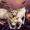 Sphynx Kittens Available 🐾