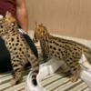 Savannah F1s available