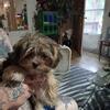 Female morkie, true teacup,  13 months