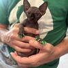 1 sphynx kitten left, born July 20, 2025