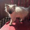 Ragamuffin Female kitten