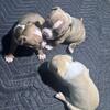 Micro Bully Pups