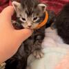 MAINE COON KITTENS GORGEOUS text 980-616-0077
