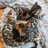 Bengal kittens 