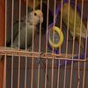 Lovebirds