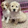 Standard F1b Goldendoodle