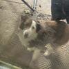 ASDR Mini Australian Shepherd