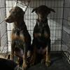 Akc Dobermans 