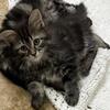 SIBERIAN KITTENS AVAILABLE