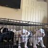 “Quality Bully Puppies | Health Checked | Raised with Love in NC”