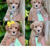  AKC Toy Poodles