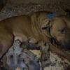 ADBA reg. American Pit Bull Terrier pups