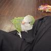 Quaker Parrot 