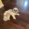 Shih Tzu Rehoming