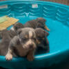 Puppies for sale