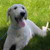 Annie and Sophie - standard labradoodles