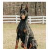 Doberman
