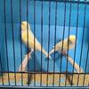 Amazing yellow canaries available