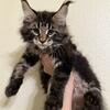 Maine Coon Kittens